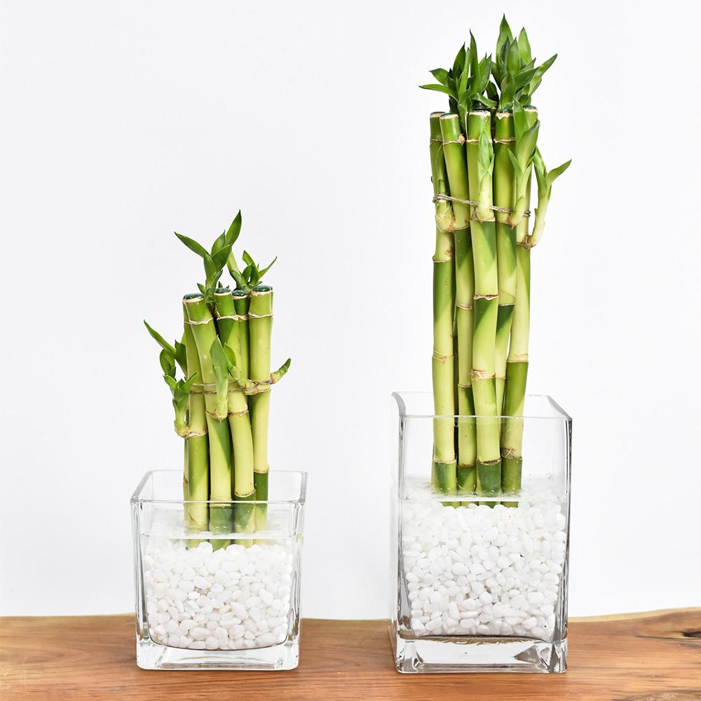 개운죽 수경재배식물 키우기 수중 수경 대나무