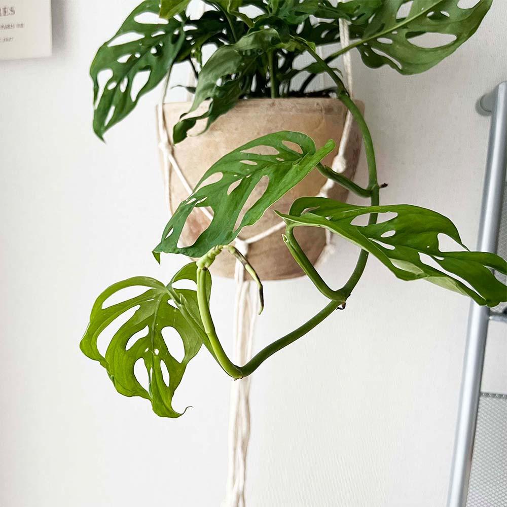 식물쌀롱 몬스테라 아단소니 구멍몬스테라 덩굴식물 행잉플랜트