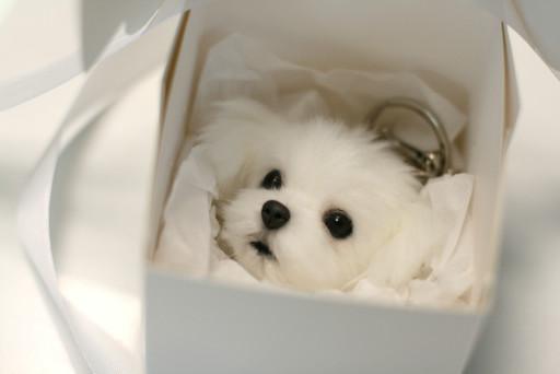 [주문제작]1월예약중☆입점할인☆강아지 키링