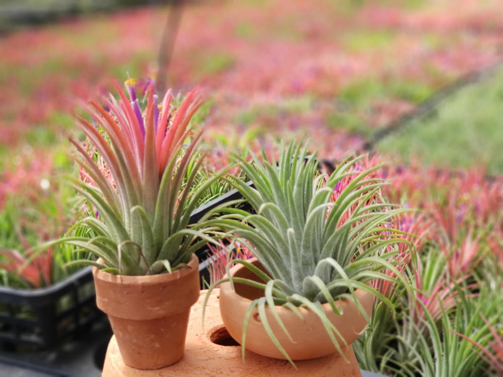 틸란드시아  미니이오난사& 이오난사