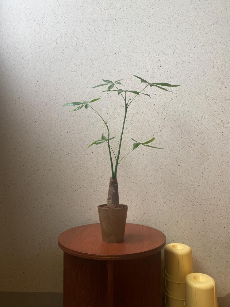 [동일품] 파키라