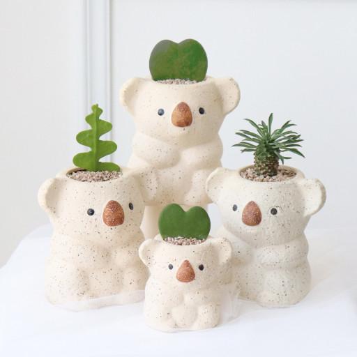 🔥블프할인🔥 코알라 화분🐨 괴마옥 피쉬본 하트호야