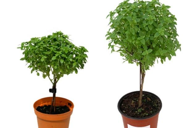 바질트리 향기 공기정화식물 저면관수 화분 민트 나무 식용 허브