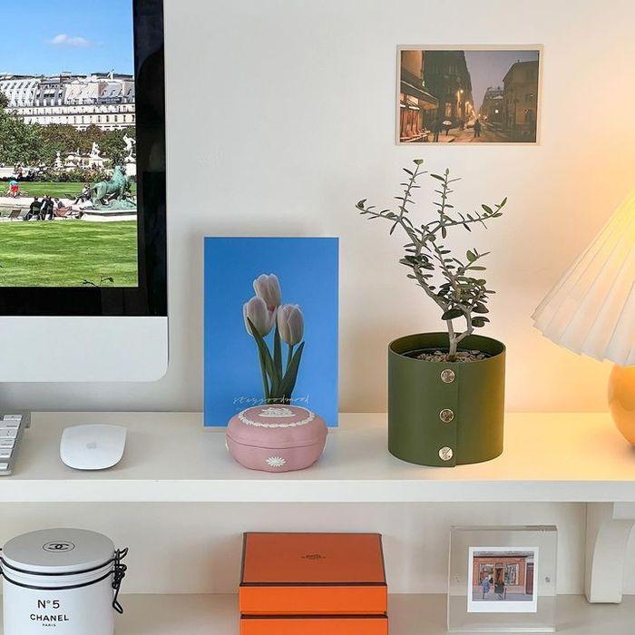 [플랫츠] 반려식물 플랜트 팟커버(화분커버) P + 미니 올리브나무