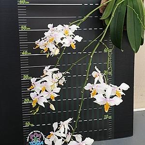 호접원종.Phal.Intermedia yellow Lip.인터미디어 엘로우 립.실생.꽃대.예쁜흰색노랑색 립프.백조닮은꽃.인기상품.~~