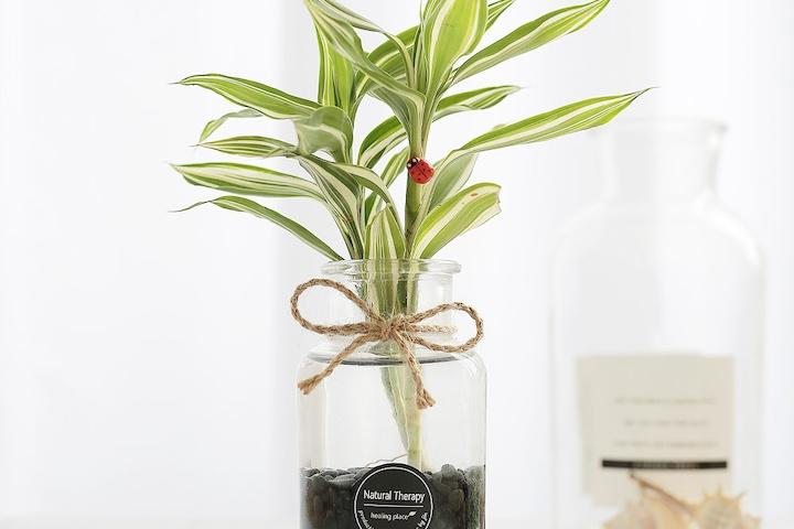 빅토리아 유리 어항볼 수경재배식물 SET