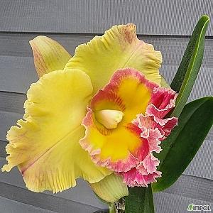 RLC.Chomthomg  Delight  개화주  카틀레야 유향종