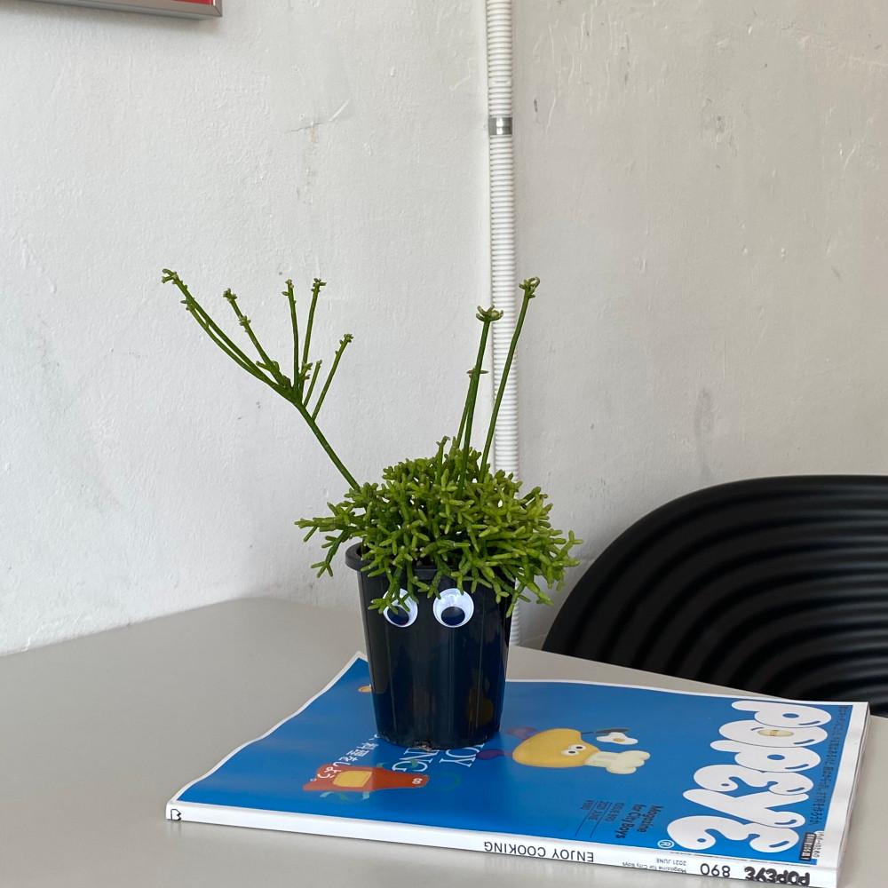 립살리스 리프샤리프 기본포트