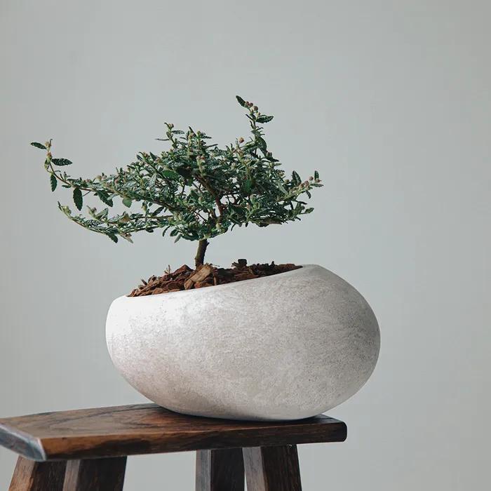 천황매 오블볼팟