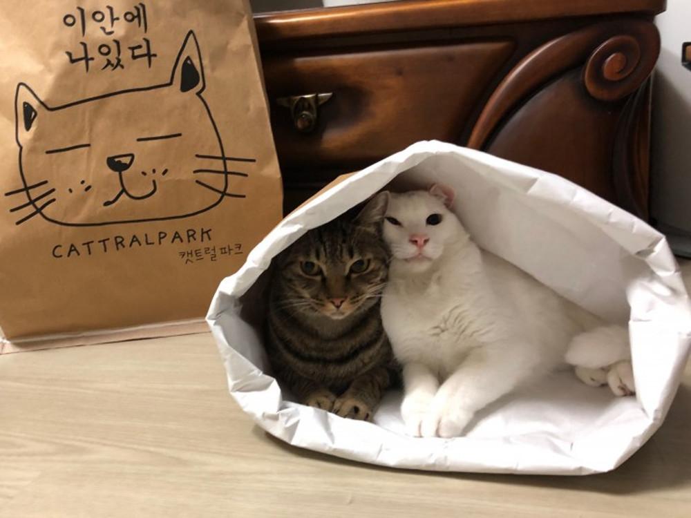 고양이 바스락하우스 터널 이안에나있다 장난감 바스락백