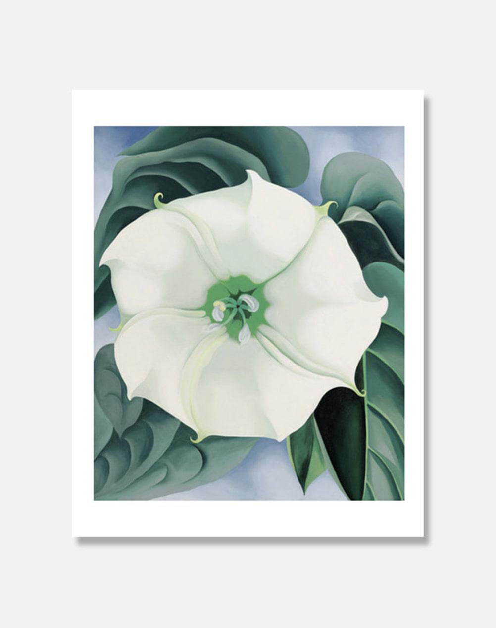 [조지아 오키프]JIMSON WEED56 x 71 cm