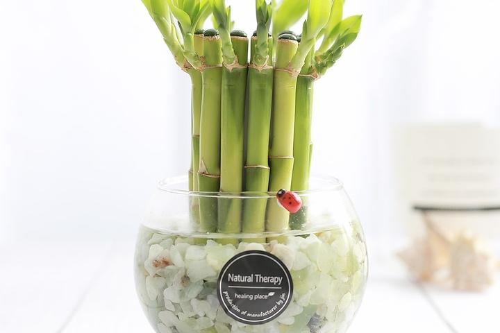 개운죽 어항볼 수경식물 DIY세트