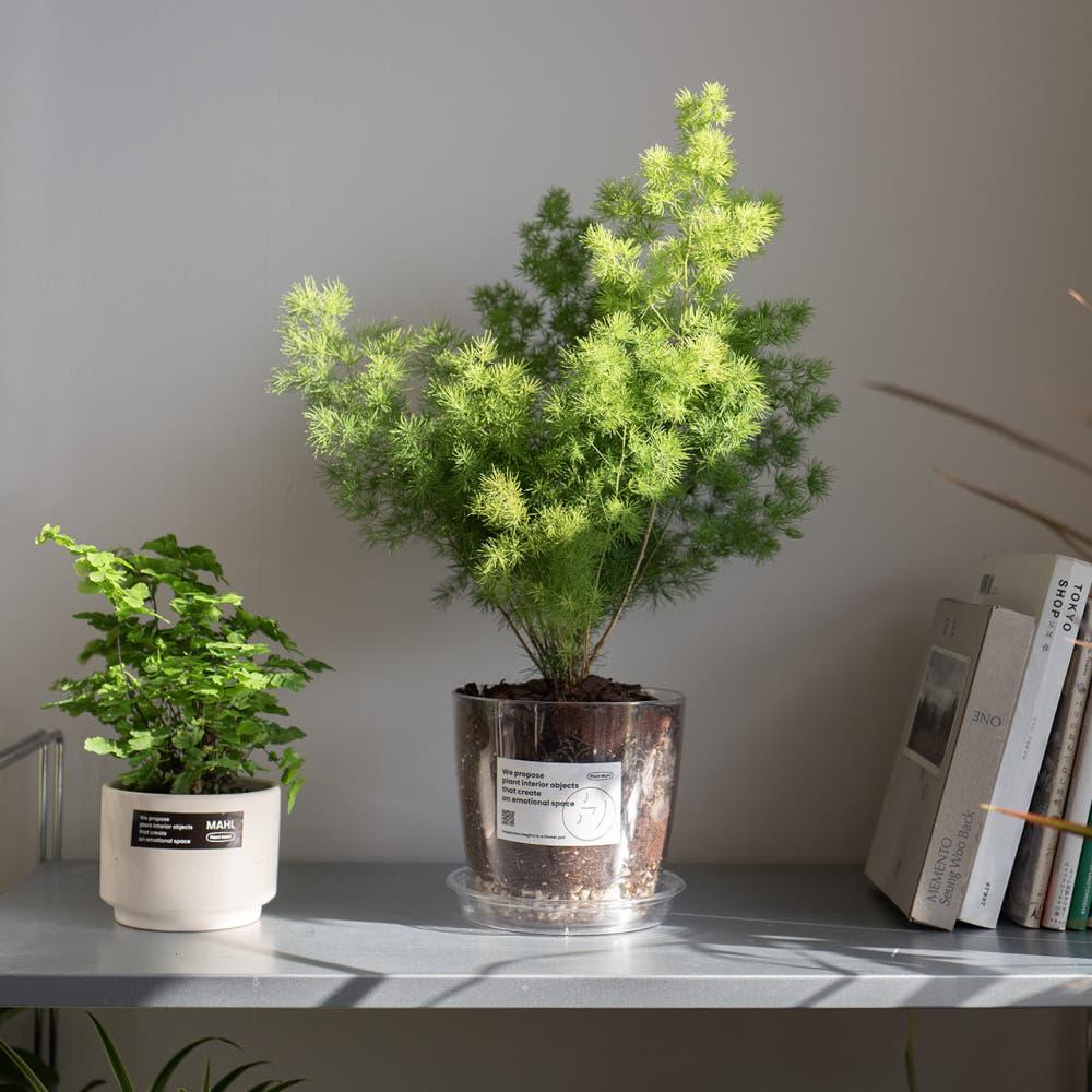 아스파라거스 미리오클라두스 중대품 감성 플랜테리어 투명팟 식물