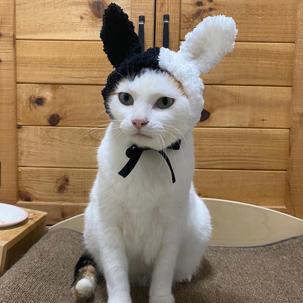 강아지모자 고양이모자 반반 토끼 모자