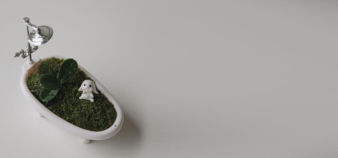 대엽풍란 토끼 욕조테라리움 세트