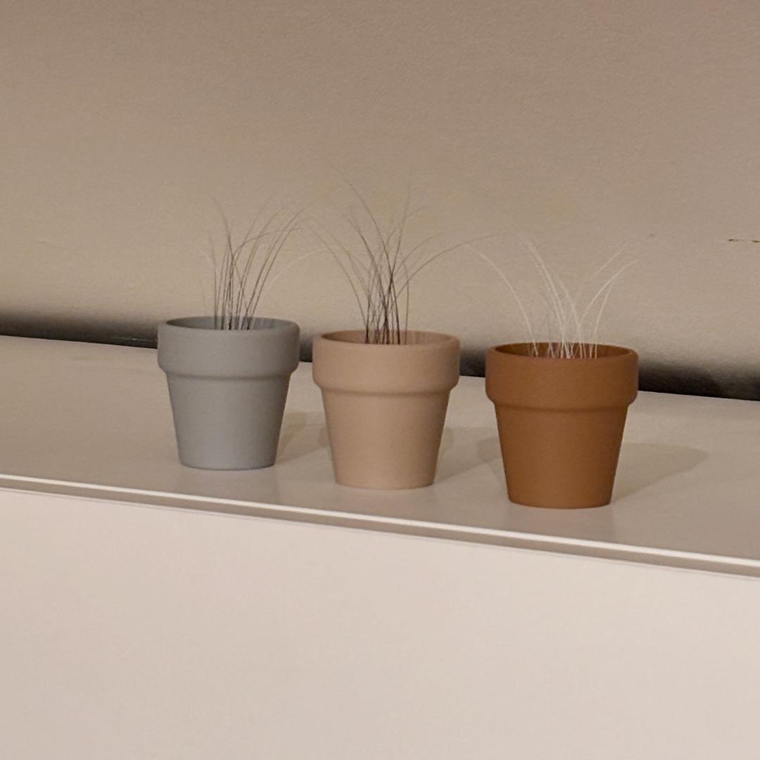 고양이 수염 화분