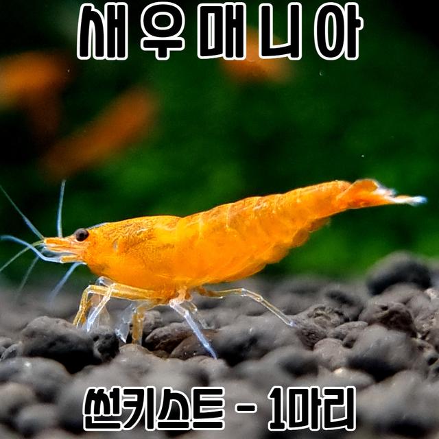 관상용새우 썬키스트 1마리 / 오렌지새우 생이 새우키우기