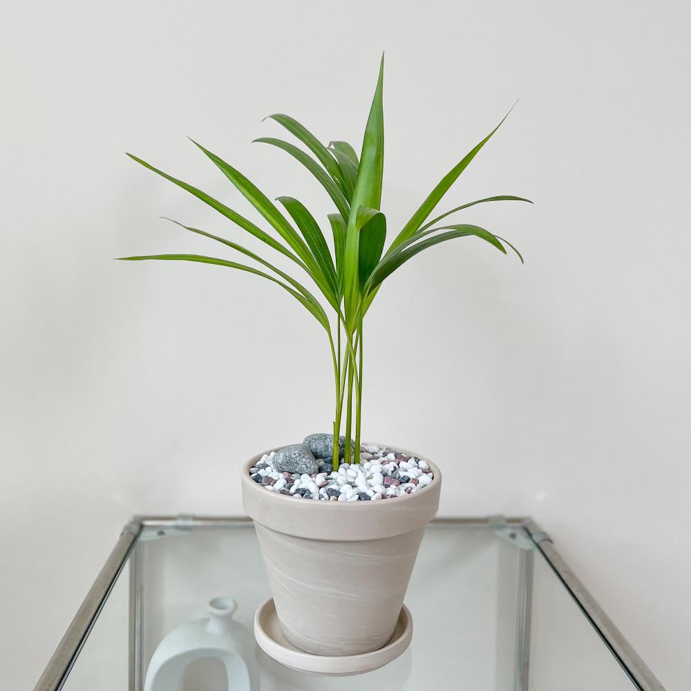 수풀플랜트 아레카야자