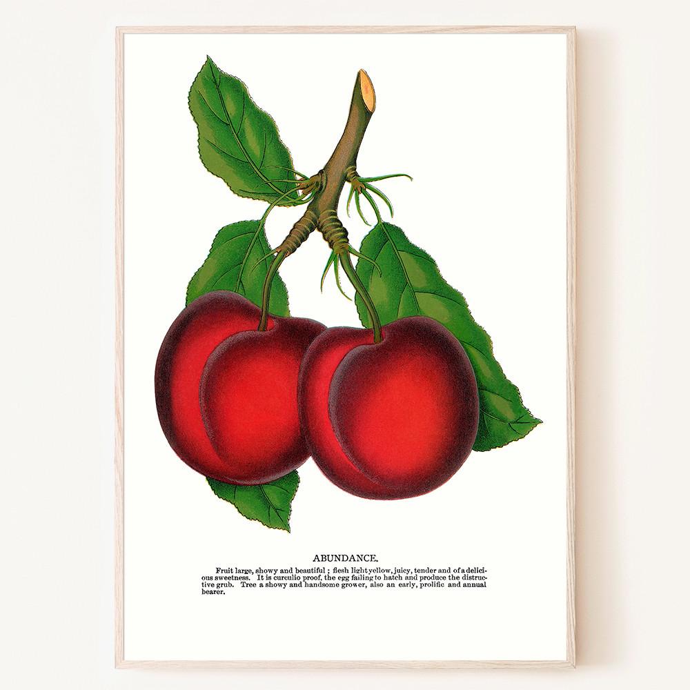 빨간 자두 빈티지 그림 과일 fruit 포스터 액자