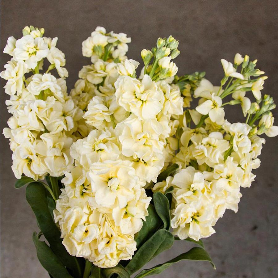 [어린모종]비단향꽃무(스토크)-하모니 크림옐로 3개셋트