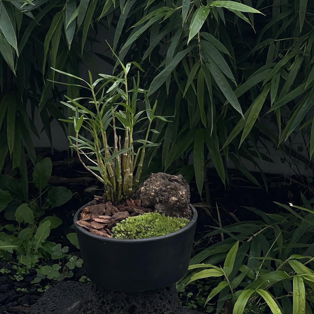 풀집 시그니처 고요한 대나무 숲 죽도석곡 동양난 미니 승진 란 개업 화분 사무실 식물
