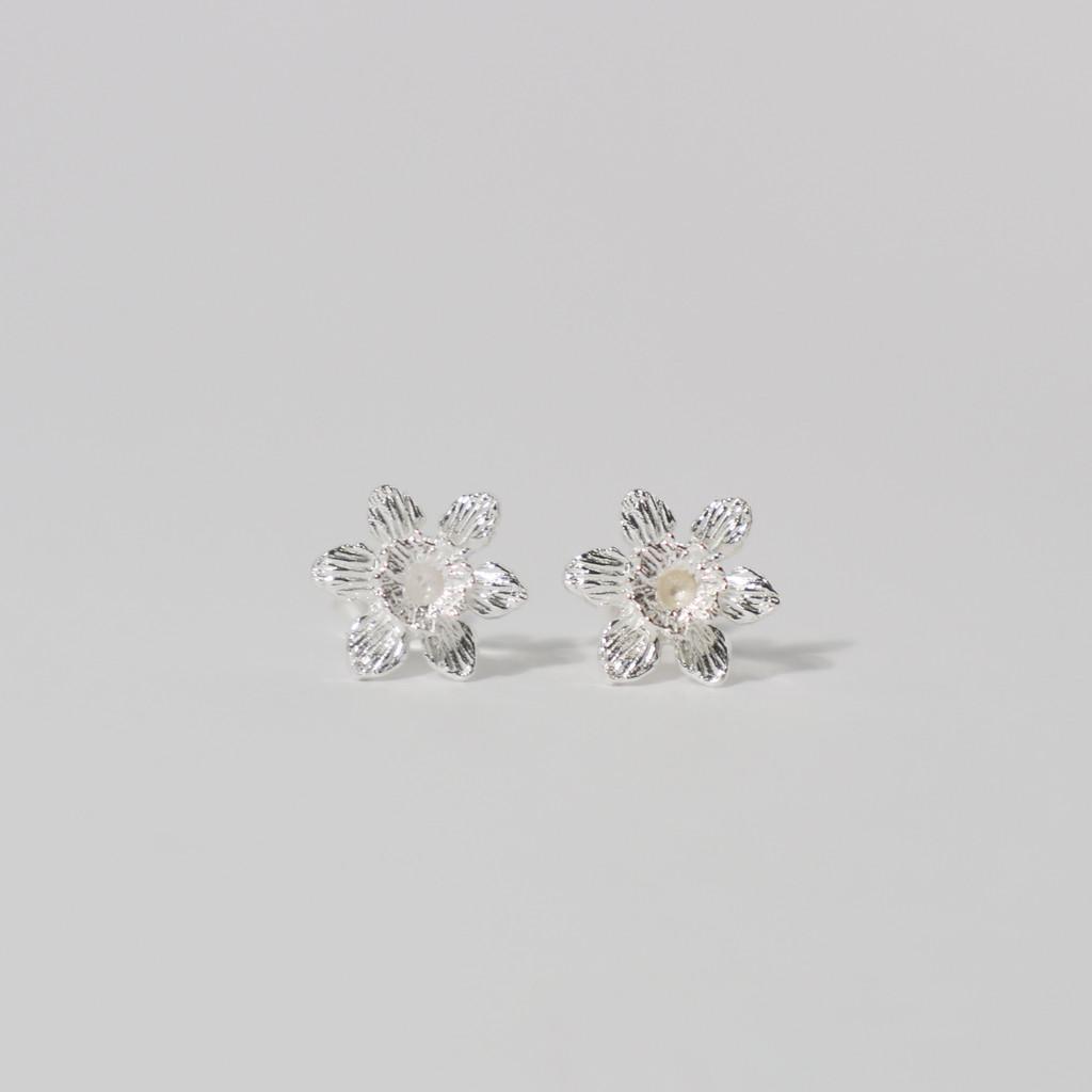 Small Daffodil. E : YONS