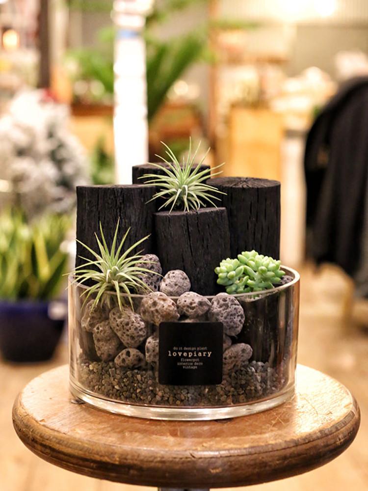 천연 가습기 글라스에 담긴 틸란과 숯(중) 실내공기정화 숯 참숯 백탄 흑탄 틸란드시아