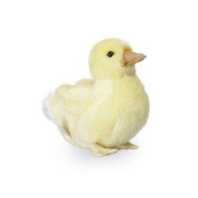 4857 오리 동물인형/20x15cm