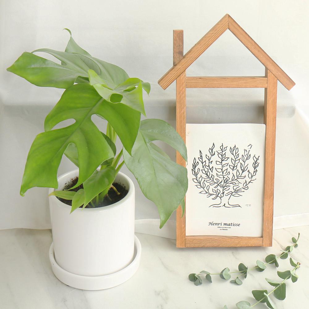 갑조네 히메몬스테라 반려식물 찢잎 희귀