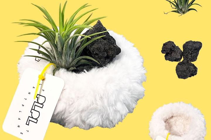 툭 이오난사 오브제 -Nest 팟/틸란드시아 공기정화식물 키우기쉬운식물