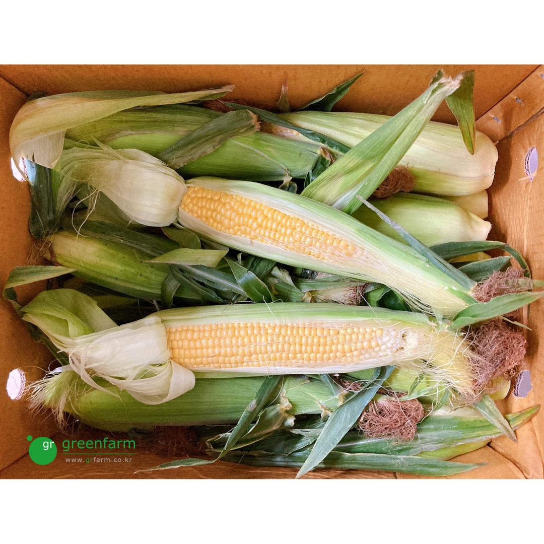초당옥수수 10개(약18cm이상, 약3kg)