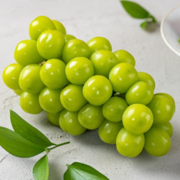 12%+10%쿠폰) 경북 고당도 샤인머스켓 정품 2kg 4수 에어포장