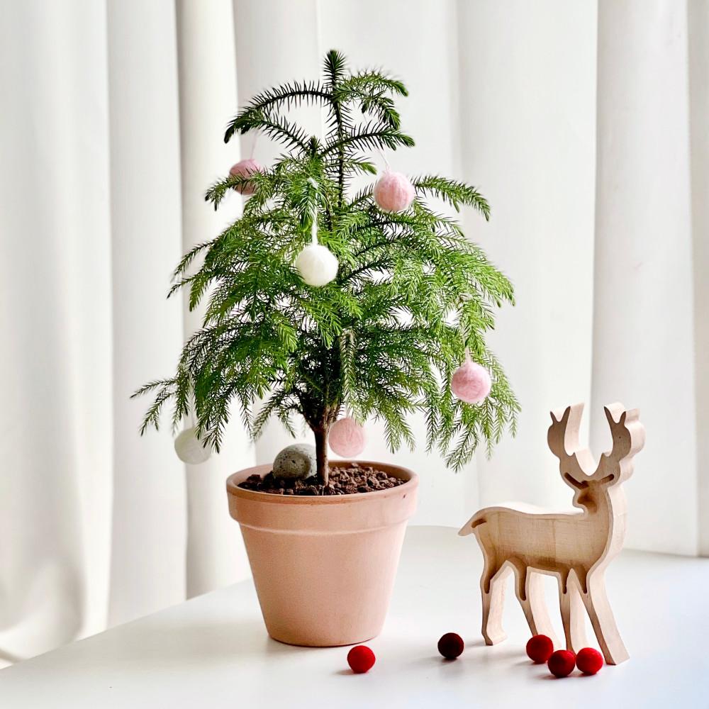 생화트리 크리스마스 나무 트리 화분 아라우카리아 중품