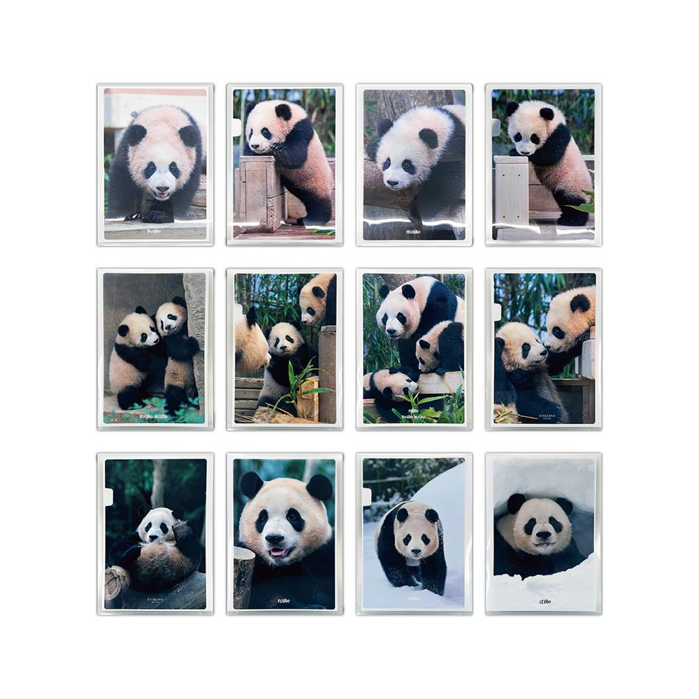 [예약발송] 에버랜드 판다 바오패밀리 L홀더 세트