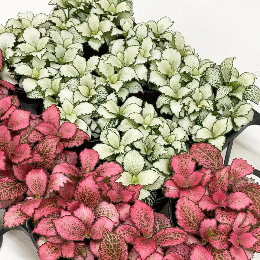 피토니아 화이트스타 화분 실내공기정화식물 키우기 쉬운 실내 반려식물 : 미스터허브