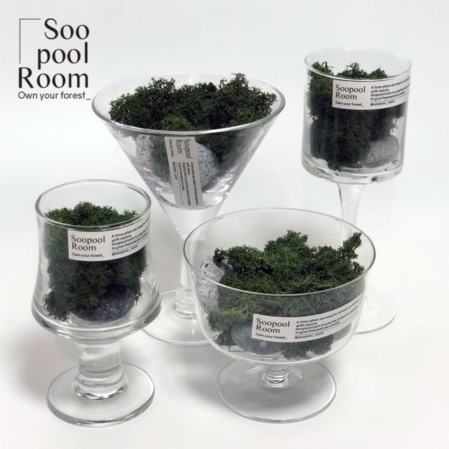 스칸디아모스 집 실내에서 잘자라는 그늘에서 이끼 키우기 쉬운 반려식물 이끼유리화분 수풀룸