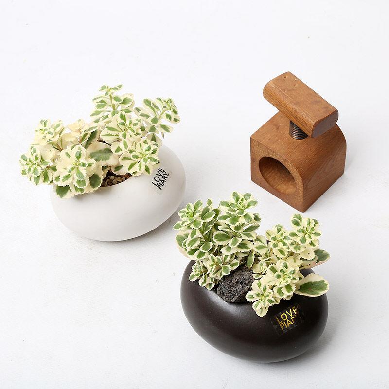 조약돌 사이로 핀 다육식물 미니화분 카페소품