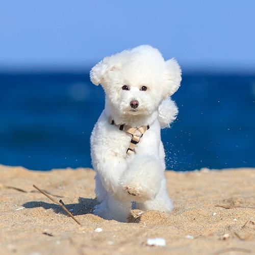 보듬 어드벤처 가슴줄 (기본형)