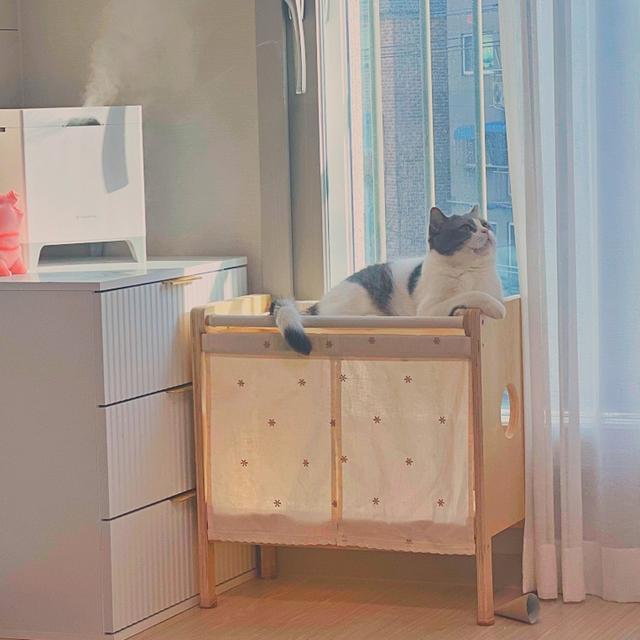 고양이 해먹 캣타워 위드미어캣