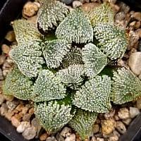 엔젤(중대묘) 69-74 : 하월시아 - 엑스플랜트