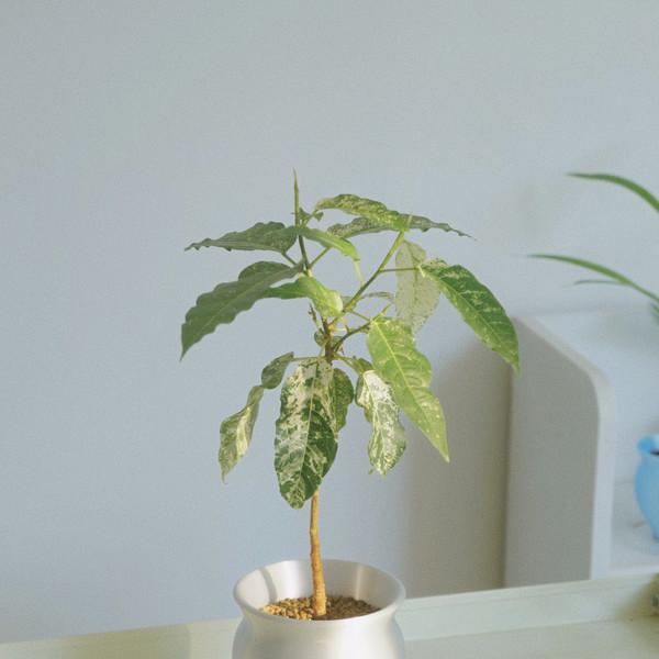 [only one] 스노우스톰