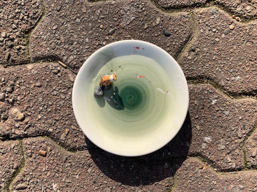 고양이의 연못 접시