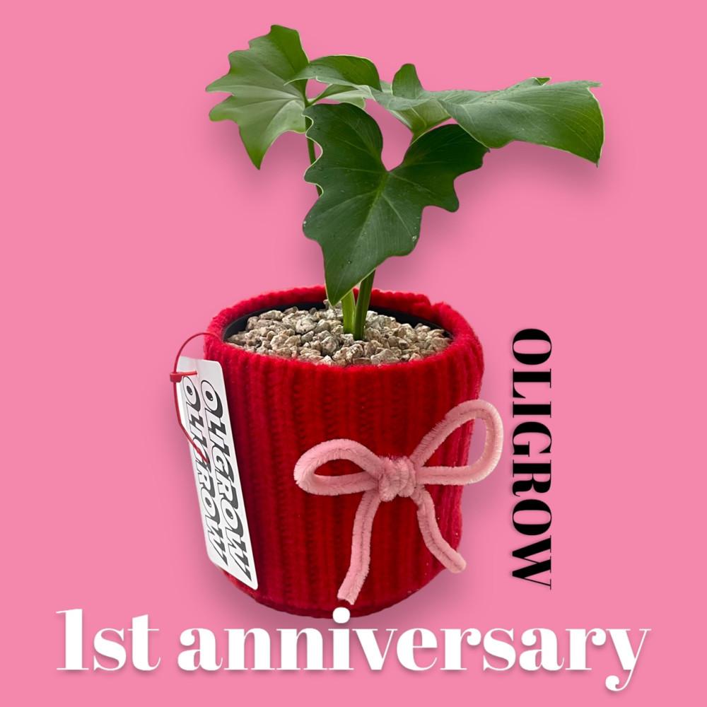 (1주년 특별할인) 레드 빅리본팟 (only small) : 올리그로우