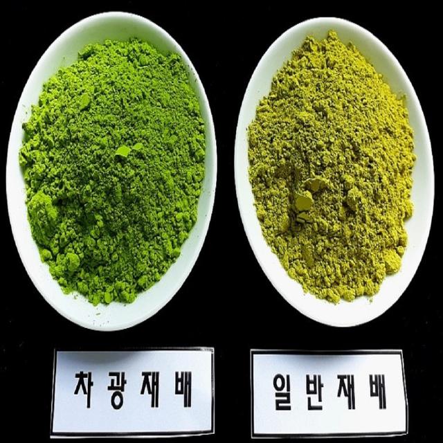 캐나다 수출 제주산  프리미엄 가루녹차(말차) 특100g 외 1종 [원산지:국산(제주특별자치도 서귀포시)]