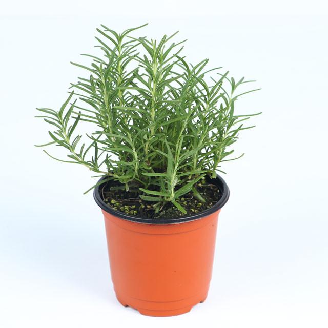 [포르투나] 로즈마리 로즈메리 관엽 공기정화식물 소품 생화 화분 향기나는 허브 식물