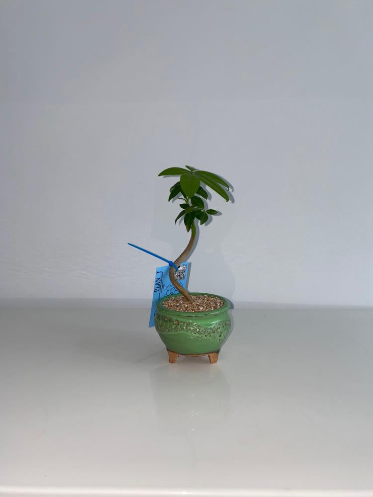 [사진속동일식물배송] 파키라 S수형 민트 도기화분 세트