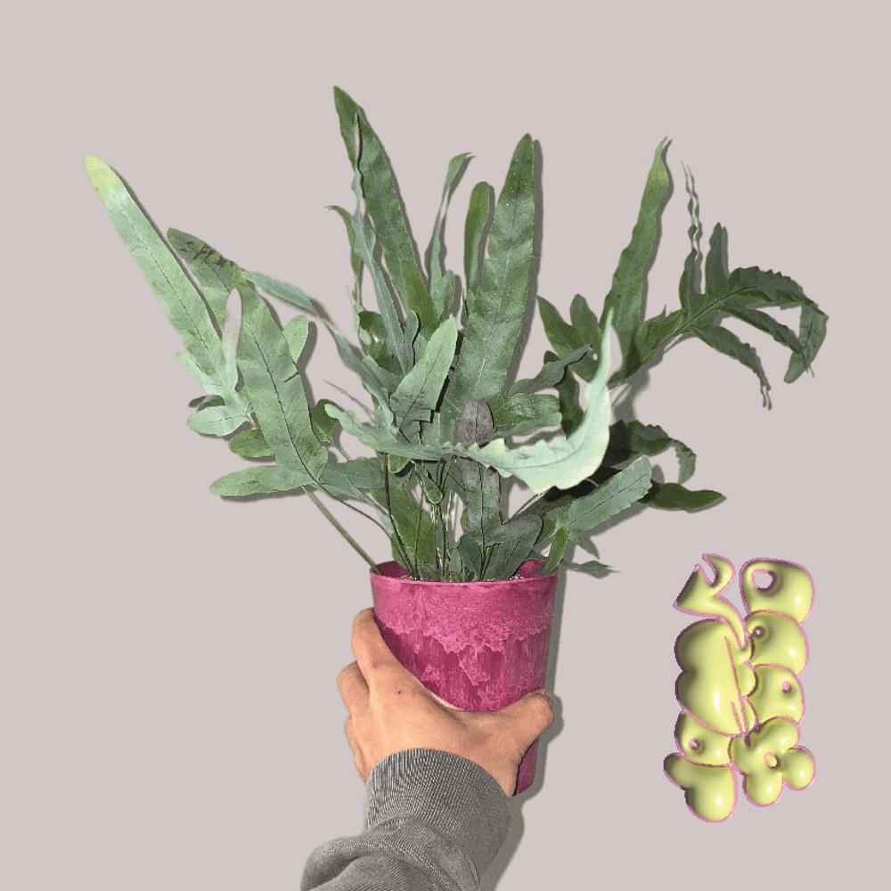 블루스타펀 고사리 키우기쉬운 고사리 희귀식물