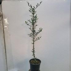 무배상품 가지수형 올리브나무 아르베키나 중품 40~70cm 168