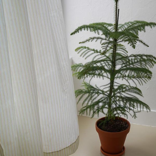 시나몬파이 커튼 Cinnamon pie curtain