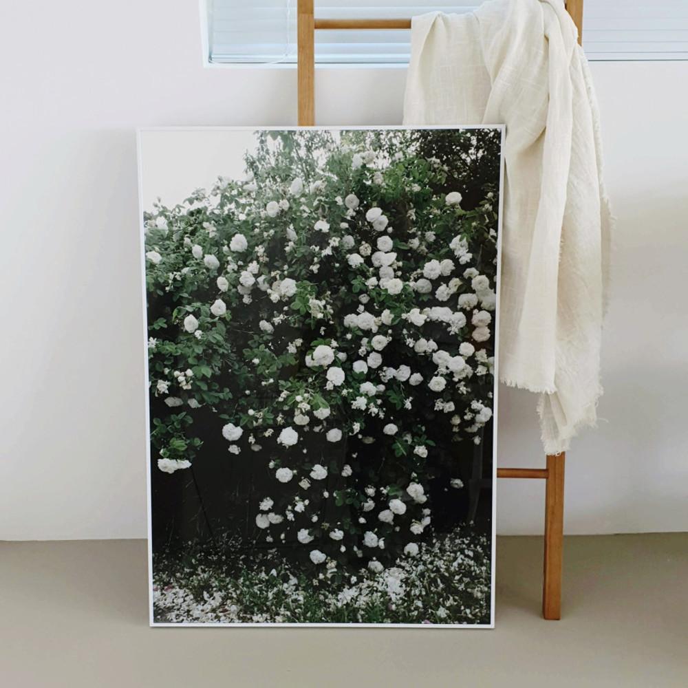 [프리지아트] 파인리틀데이 화이트 로즈 White Roses 포스터액자 엘리자베스 덩케르